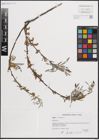 Foto von Salix eleagnos Scop.